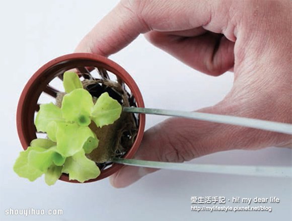 鱼菜共生!超简单养鱼种菜一次搞定 鱼菜共生!超简单养鱼种菜一次搞定