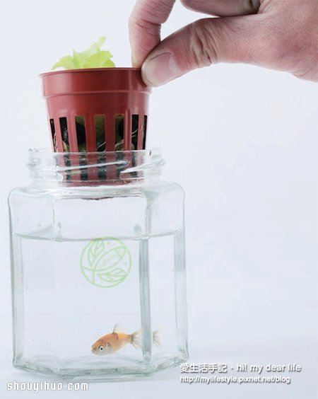 鱼菜共生!超简单养鱼种菜一次搞定 鱼菜共生!超简单养鱼种菜一次搞定