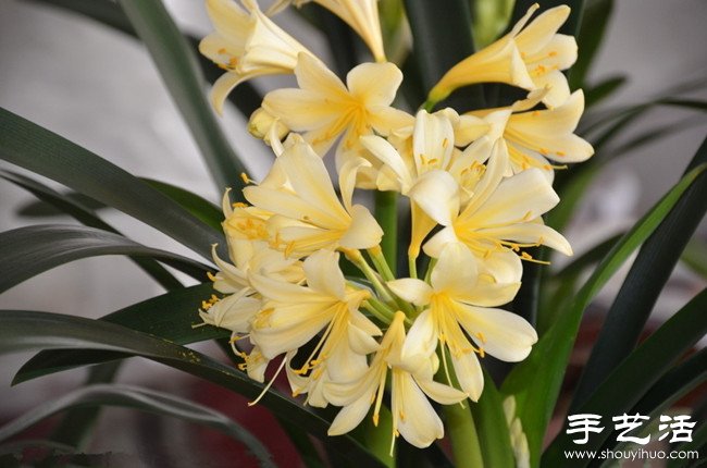 君子兰怎么养 君子兰的养殖方法 君子兰怎么养 君子兰的养殖方法