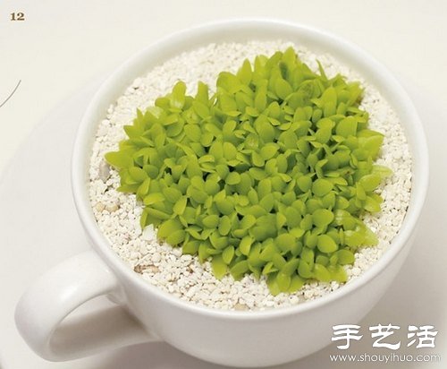 火龙果的籽DIY可爱观赏盆栽 火龙果的籽DIY可爱观赏盆栽