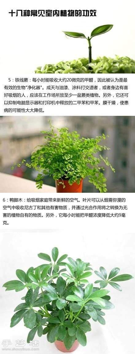 家里种什么植物好 常见室内植物的功效 家里种什么植物好 常见室内植物的功效