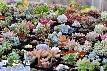 家里种什么植物好 常见室内植物的功效 家里种什么植物好 常见室内植物的功效