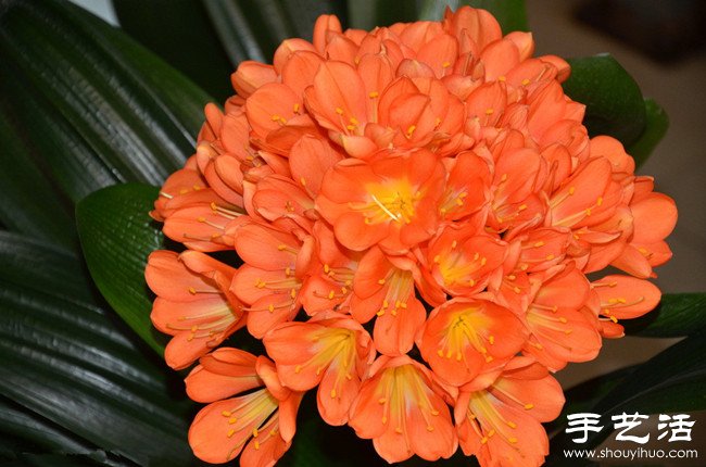 君子兰怎么养 君子兰的养殖方法 君子兰怎么养 君子兰的养殖方法