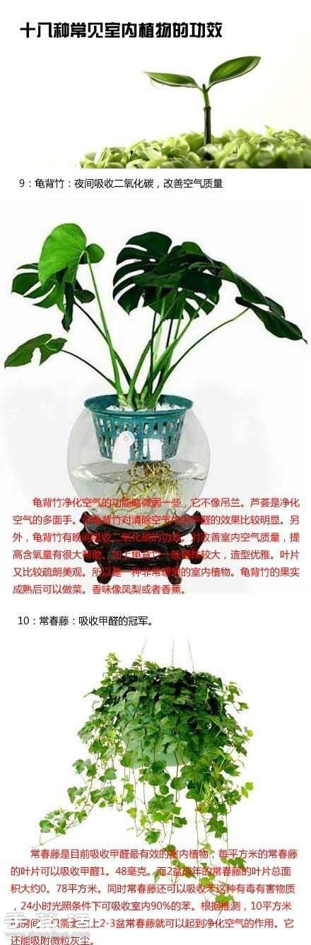 家里种什么植物好 常见室内植物的功效 家里种什么植物好 常见室内植物的功效