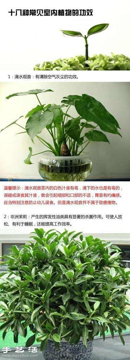 家里种什么植物好 常见室内植物的功效 家里种什么植物好 常见室内植物的功效