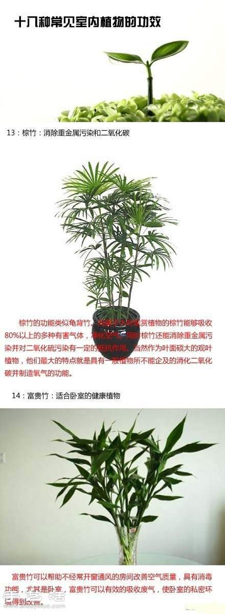 家里种什么植物好 常见室内植物的功效 家里种什么植物好 常见室内植物的功效