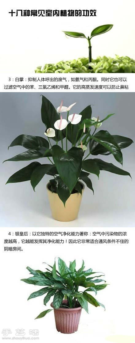 家里种什么植物好 常见室内植物的功效 家里种什么植物好 常见室内植物的功效