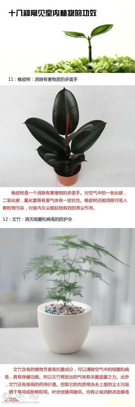 家里种什么植物好 常见室内植物的功效 家里种什么植物好 常见室内植物的功效