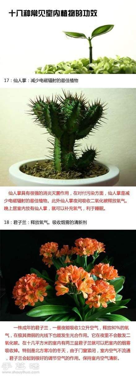 家里种什么植物好 常见室内植物的功效 家里种什么植物好 常见室内植物的功效
