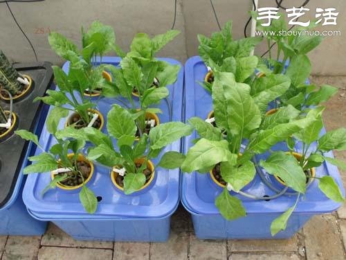 超详细水培种菜教程 家里也可以方便种菜啦! 超详细水培种菜教程 家里也可以方便种菜啦!