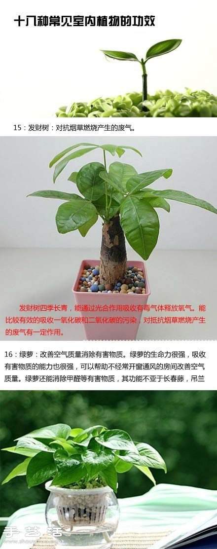 家里种什么植物好 常见室内植物的功效 家里种什么植物好 常见室内植物的功效