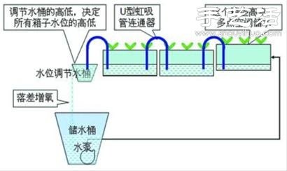 超详细水培种菜教程 家里也可以方便种菜啦! 超详细水培种菜教程 家里也可以方便种菜啦!