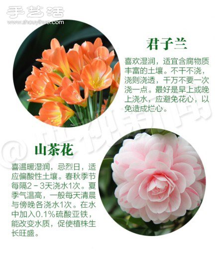 18种家里常种花草植物的正确浇水方法 18种家里常种花草植物的正确浇水方法