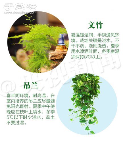 18种家里常种花草植物的正确浇水方法 18种家里常种花草植物的正确浇水方法