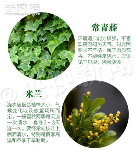 18种家里常种花草植物的正确浇水方法 18种家里常种花草植物的正确浇水方法