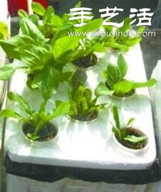 超详细水培种菜教程 家里也可以方便种菜啦! 超详细水培种菜教程 家里也可以方便种菜啦!