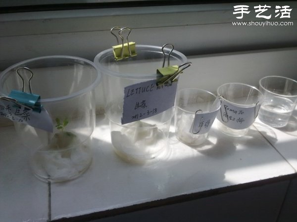 超详细水培种菜教程 家里也可以方便种菜啦! 超详细水培种菜教程 家里也可以方便种菜啦!