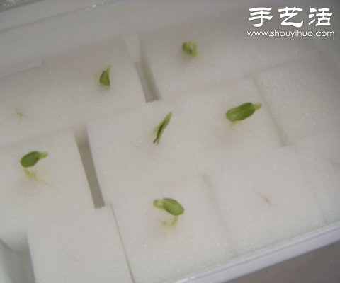 超详细水培种菜教程 家里也可以方便种菜啦! 超详细水培种菜教程 家里也可以方便种菜啦!