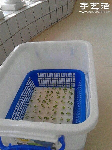 超详细水培种菜教程 家里也可以方便种菜啦! 超详细水培种菜教程 家里也可以方便种菜啦!