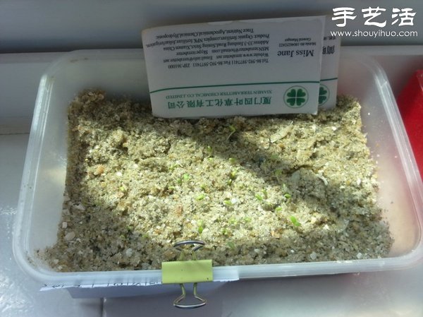 超详细水培种菜教程 家里也可以方便种菜啦! 超详细水培种菜教程 家里也可以方便种菜啦!