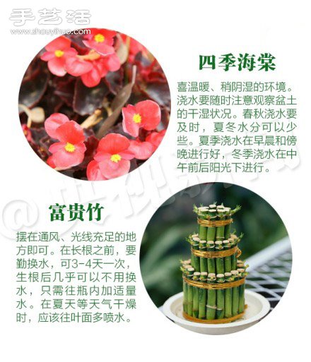 18种家里常种花草植物的正确浇水方法 18种家里常种花草植物的正确浇水方法