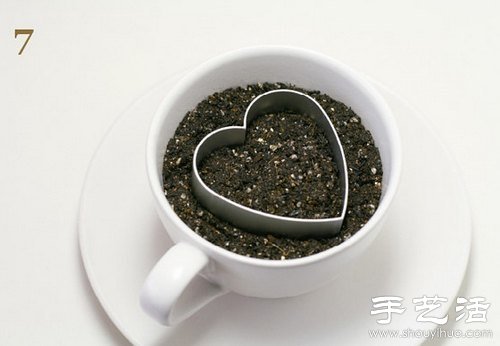 火龙果的籽DIY可爱观赏盆栽 火龙果的籽DIY可爱观赏盆栽