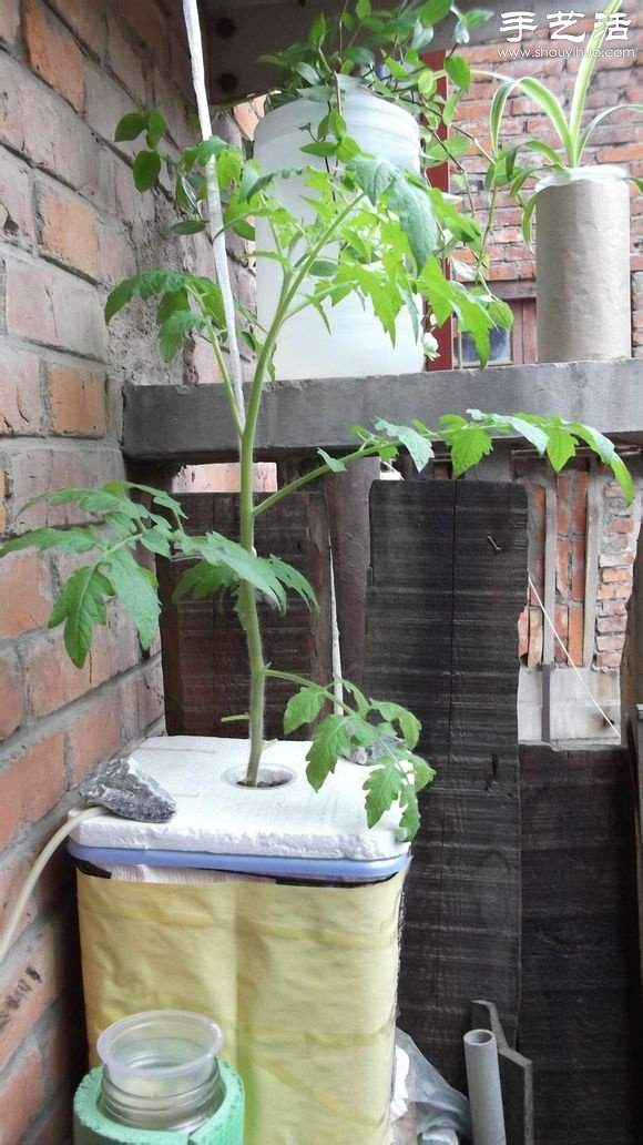 超详细水培种菜教程 家里也可以方便种菜啦! 超详细水培种菜教程 家里也可以方便种菜啦!