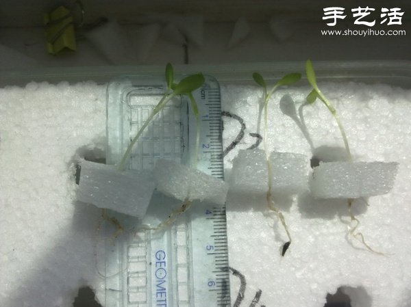 超详细水培种菜教程 家里也可以方便种菜啦! 超详细水培种菜教程 家里也可以方便种菜啦!