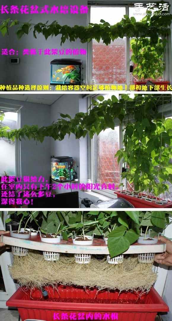 超详细水培种菜教程 家里也可以方便种菜啦! 超详细水培种菜教程 家里也可以方便种菜啦!
