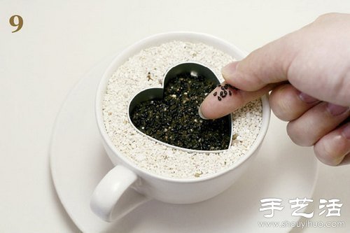 火龙果的籽DIY可爱观赏盆栽 火龙果的籽DIY可爱观赏盆栽