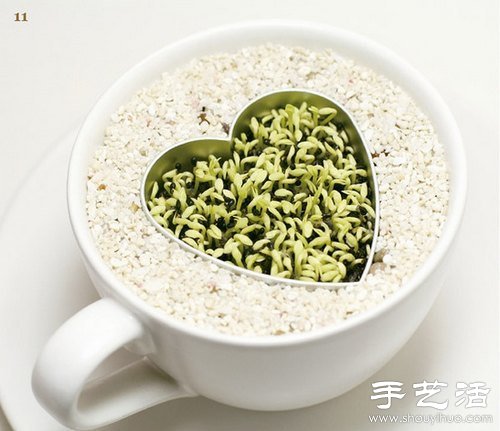 火龙果的籽DIY可爱观赏盆栽 火龙果的籽DIY可爱观赏盆栽