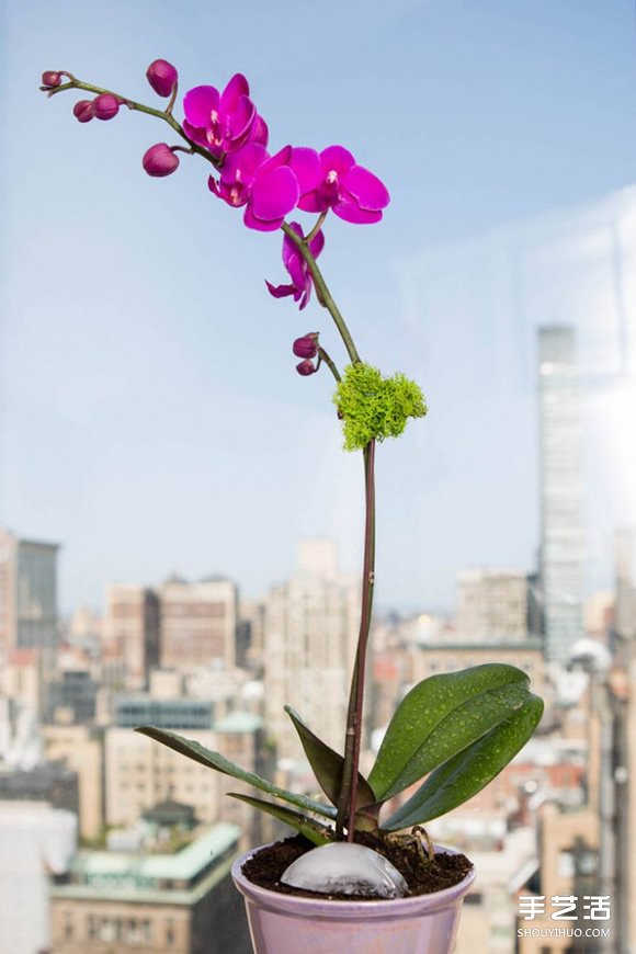 让家更多彩缤纷,不可不知的花朵装饰小技巧 让家更多彩缤纷,不可不知的花朵装饰小技巧
