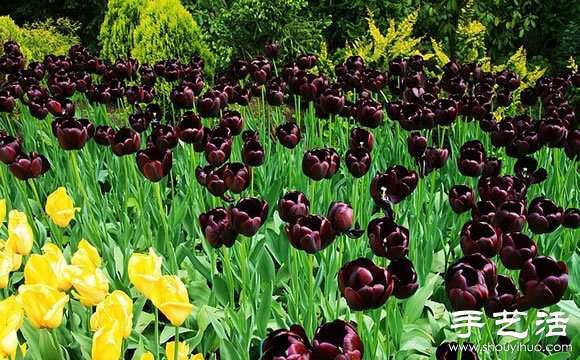 春季最美的花园——库肯霍夫公园 春季最美的花园——库肯霍夫公园
