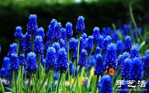 春季最美的花园——库肯霍夫公园 春季最美的花园——库肯霍夫公园