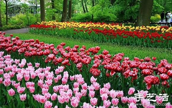 春季最美的花园——库肯霍夫公园 春季最美的花园——库肯霍夫公园
