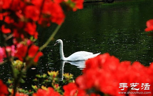春季最美的花园——库肯霍夫公园 春季最美的花园——库肯霍夫公园