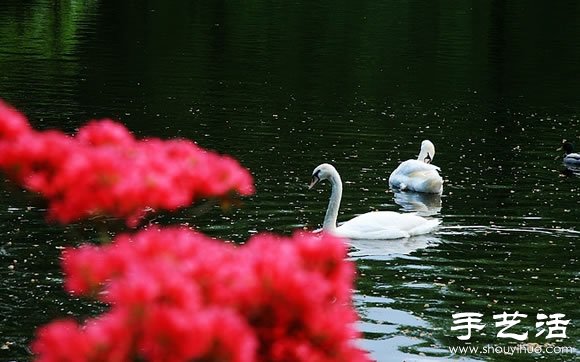春季最美的花园——库肯霍夫公园 春季最美的花园——库肯霍夫公园