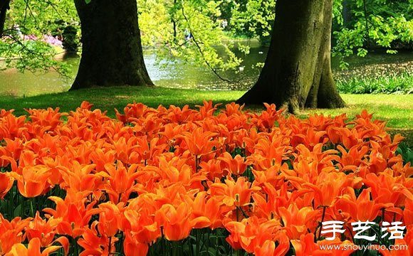春季最美的花园——库肯霍夫公园 春季最美的花园——库肯霍夫公园