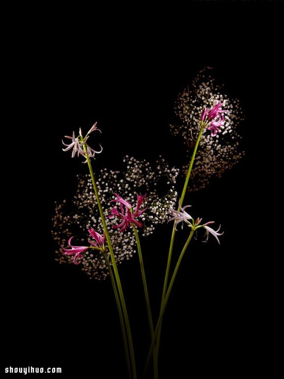 Flowerwork 德国艺术家设计的花朵烟花 Flowerwork 德国艺术家设计的花朵烟花