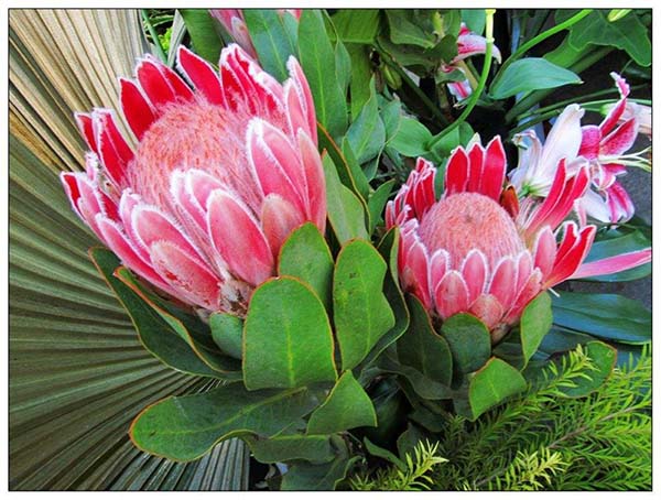 探索自然:哪些花朵最常见,哪些花最庞大? 20190429154846_34051.jpg