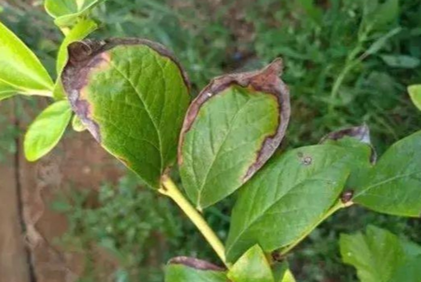 植物受药害怎么办?应对策略全解析 resized-13.jpg