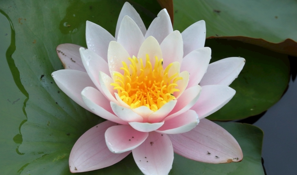 莲花掌开花后修剪技巧:如何正确修剪与注意事项 resized-15.jpg