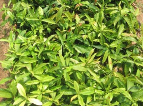 泰国龙船花苗木批发