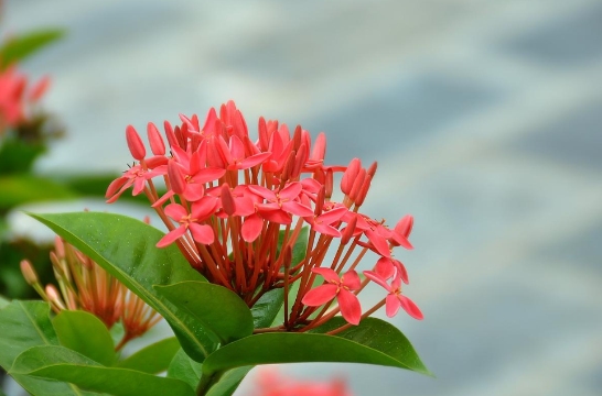 泰国龙船花苗木批发