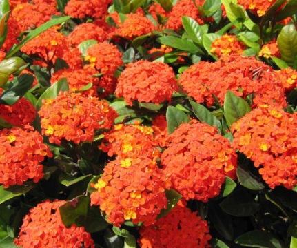 泰国龙船花苗木批发