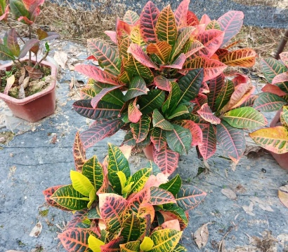 变叶木苗木批发:趋势爆发!优质变叶木助力园林绿化升级! 变叶木苗木批发:趋势爆发!优质变叶木助力园林绿化升级!