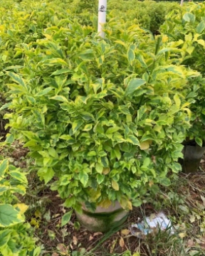 黄金叶苗木批发大揭秘!助力园林绿化,打造金黄美丽景观! 黄金叶苗木批发大揭秘!助力园林绿化,打造金黄美丽景观!