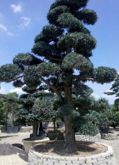 日本黑松，正名为黑松（Pinus thunbergii Pa