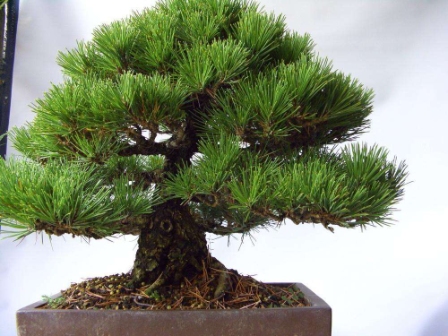 日本黑松,正名为黑松(Pinus thunbergii Parl.) 日本黑松,正名为黑松(Pinus thunbergii Parl.)