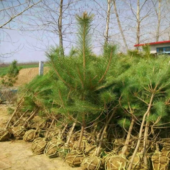 日本黑松,正名为黑松(Pinus thunbergii Parl.) 日本黑松,正名为黑松(Pinus thunbergii Parl.)